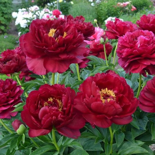 Paeonia 'Old Faithful' - Pojeng 'Old Faithful'